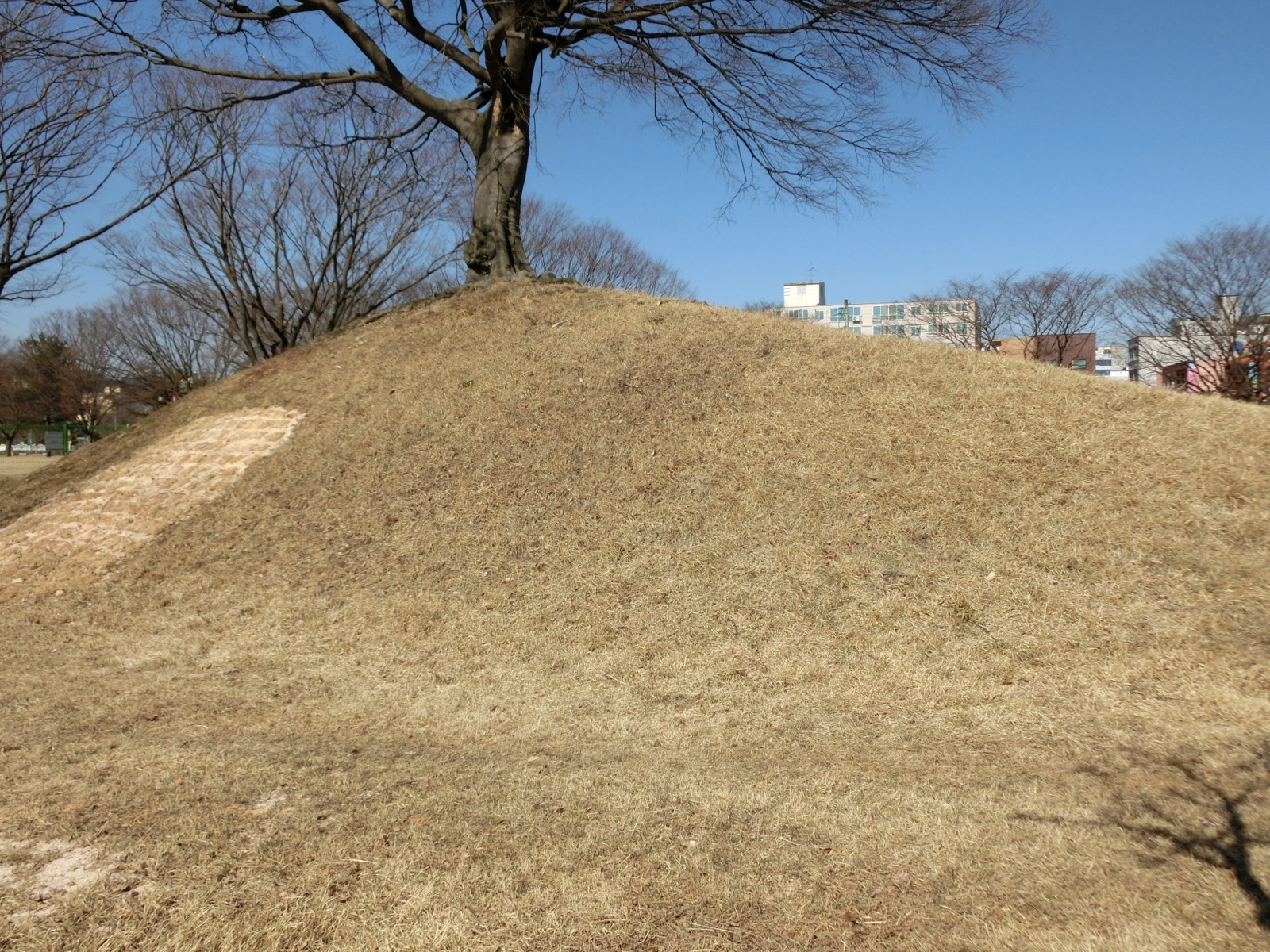 慶州で出土した新羅・金冠塚の金冠 — 樹枝・鹿角形の飾りと曲玉がついた黄金の王冠。
